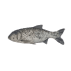 Bighead Carp
