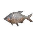 Black Bream