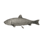 Crucian Carp