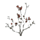 Dried Dogwood Berry