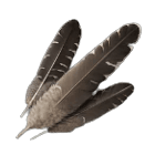 Eagle Feathers