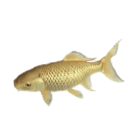 Golden Carp
