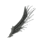 Pheasant Feather