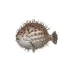 Pufferfish