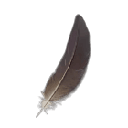 Short Feather