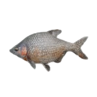 Black Bream