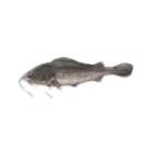 Catfish