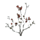 Dried Dogwood Berry