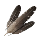 Eagle Feathers