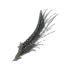 Pheasant Feather