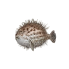 Pufferfish